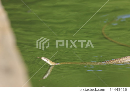 游泳運動員鯨魚 54445416