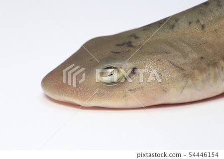 Dot shark Dot shark 54446154