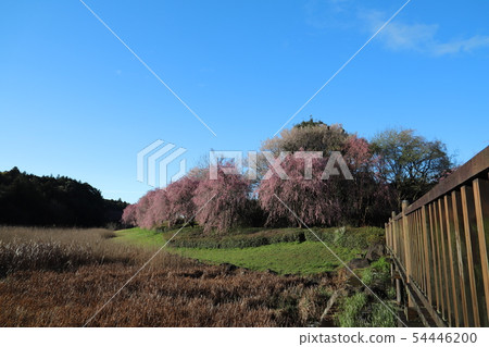The land of the land of the Nihonchi-fu-doku Sakura 54446200