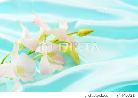 美麗的蘭花花 美麗的蘭花花 54446321