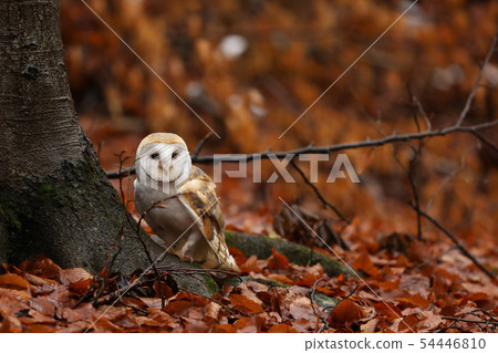Barn owl - Tyto alba - in autumn forest near tree 54446810