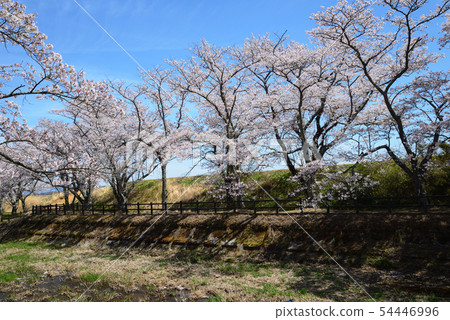 I went to see Kashiharagawa Senbonzakura # 3 I went to see Kashiharagawa Senbonzakura # 3 54446996
