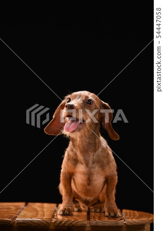 Miniature Dax 54447058