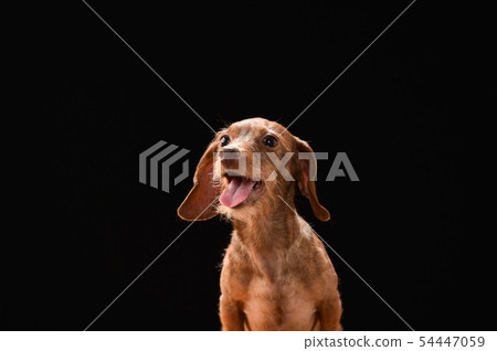 Miniature Dax 54447059