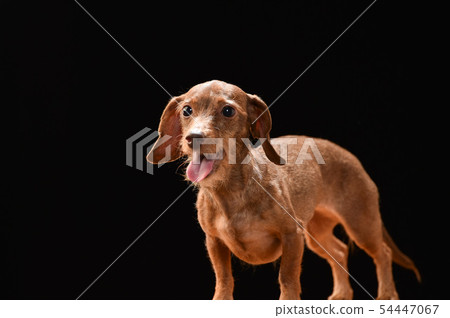 Miniature Dax Miniature Dax 54447067