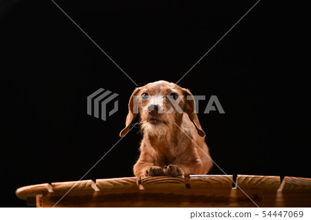 Miniature Dax 54447069