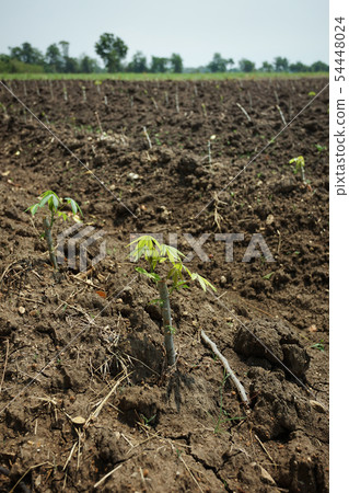 Cassava plantation in Nakhon Sawan province, 54448024