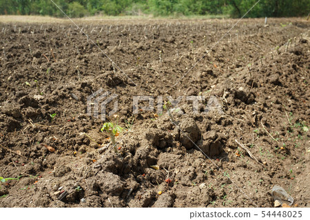 Cassava plantation in Nakhon Sawan province, 54448025