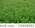 tea  54448082