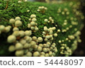 苔蘚和蘑菇 54448097