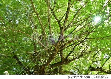 Large ginkgo of Tsutsuga Hiroshima Autumn late October Large ginkgo of Tsutsuga Hiroshima Autumn late October 54448427