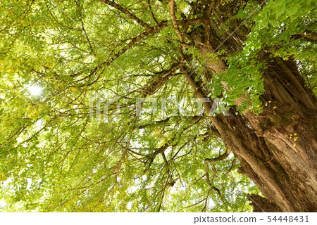 Large ginkgo of Tsutsuga Hiroshima Autumn late October Large ginkgo of Tsutsuga Hiroshima Autumn late October 54448431