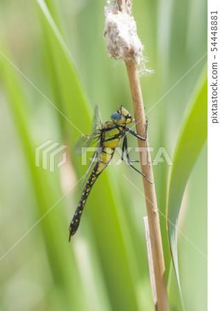 跨越Jin Yimma 54448881