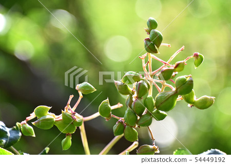 Young fruit of Gonzui Young fruit of Gonzui 54449192