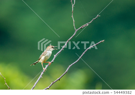 Secca of Ishigaki Island 54449382