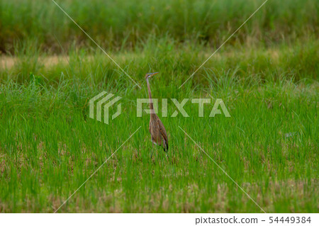 紫鷺 紫鷺 54449384