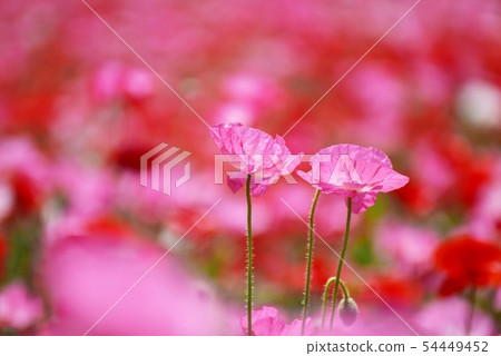 Poppy 1309 Poppy 1309 54449452