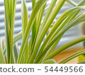 室內植物和百葉窗 54449566