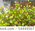 葉子植物 54449567