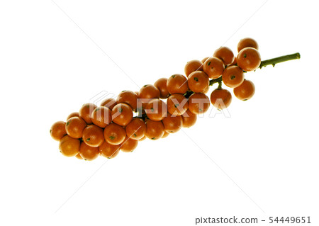 Orange seeds of Palas Payung, Vanuatu Fan Palm 54449651