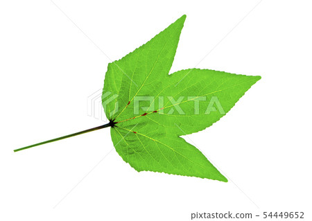Hibiscus sabdariffa or roselle leaves Hibiscus sabdariffa or roselle leaves 54449652