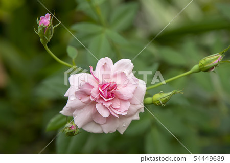 Close up pink of Damask Rose flower 54449689