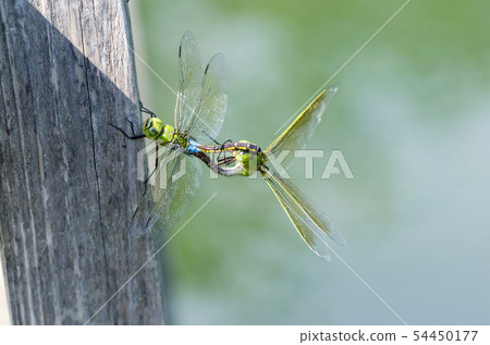 ANAX帕泰諾佩朱利葉斯 ANAX帕泰諾佩朱利葉斯 54450177