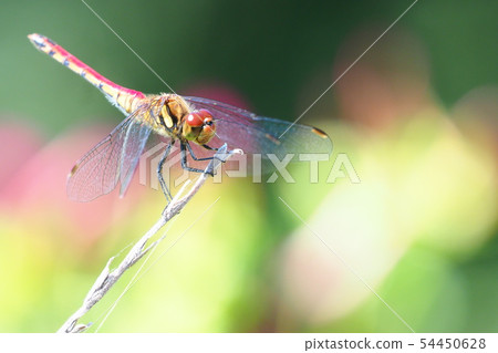 Natsuakane(女) Natsuakane(女) 54450628