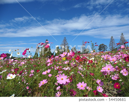 Cosmos field Cosmos field 54450681