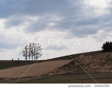 Five trees in Hokkaido Japan Five trees in Hokkaido Japan 54450760