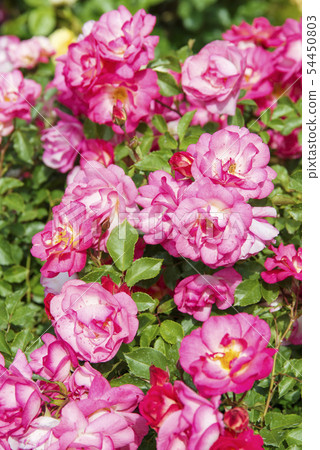 Rose (Sunrise Sunset) 54450803