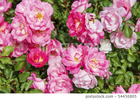 Rose (Sunrise Sunset) 54450805