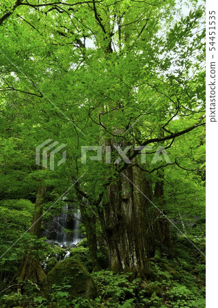 Waterfall of Nasushiobara Sukkan swamp 54451535