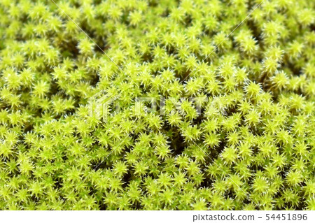 Snatch Snatch 54451896