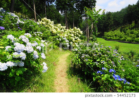 Shimeune Kannonji六月青梅49繡球花園 54452173