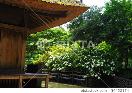June Ome 48 salt ship Kannon Temple main hall side of the horned oak hydrangea June Ome 48 salt ship Kannon Temple main hall side of the horned oak hydrangea 54452174