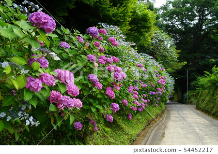 June Kamakura 927 Kamedayazaka Kiridori hydrangea rowing trees 54452217