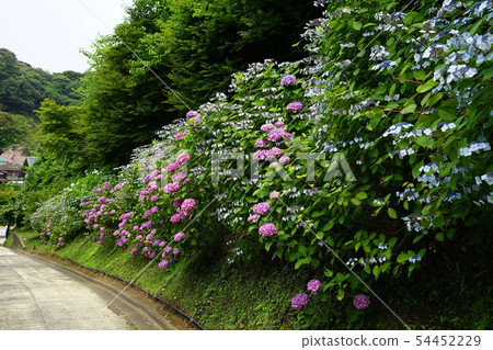 六月鎌倉916 Kamedayazaka Kiridori繡球花划船樹 54452229