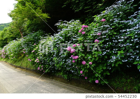 6月915 Kamakura，Kamedaya Saka Kiridori Ajisai Namiki 54452230