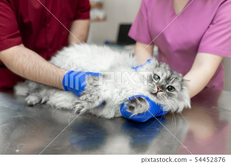 Vets hold down big gray cat before procedure Vets hold down big gray cat before procedure 54452876