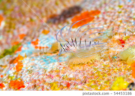 Young fish of the horned lionfish 54453186