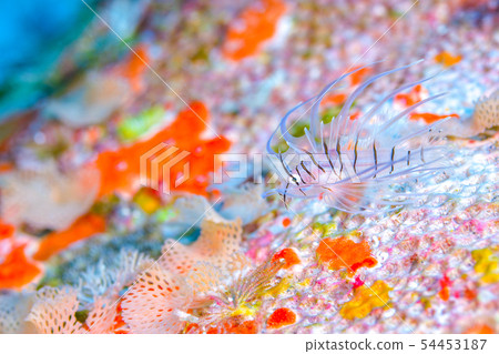 Young fish of the horned lionfish 54453187