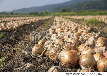 Onion farm Onion farm 54453623