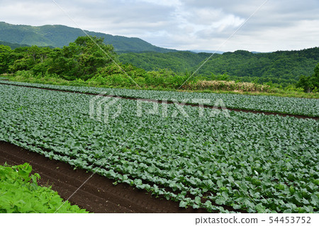 拍攝了北海道綾部町的初夏風景的西蘭花田 54453752