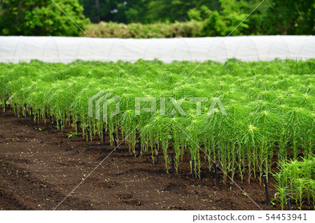Taking pictures of the early summer landscape of Yuri Nebata in Ayabe-cho, Hokkaido 54453941