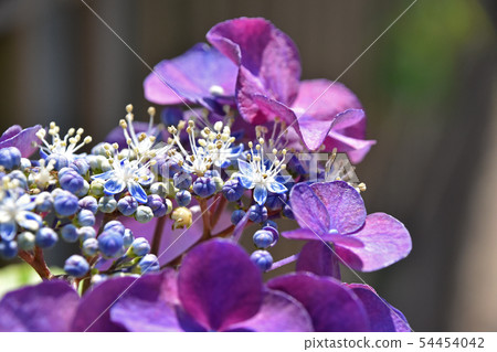 Flower hydrangea flower 54454042