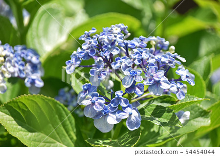 Uzuyasai(渦旋繡球花) Uzuyasai(渦旋繡球花) 54454044