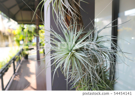 Bromeliad, Urn Plant 54454141