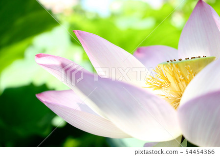 沐浴在光（新潟）1的大蓮花 54454366