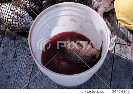 Fish bleeding in a bucket Fish bleeding in a bucket 54454542